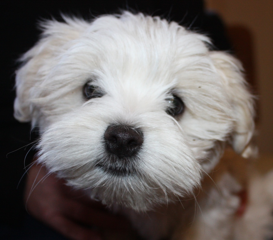 puppies1.JPG