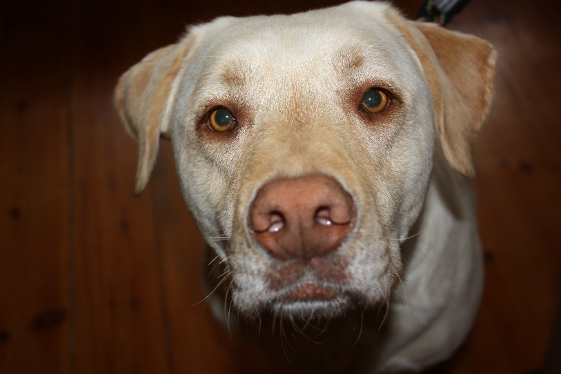 creamdog.jpg
