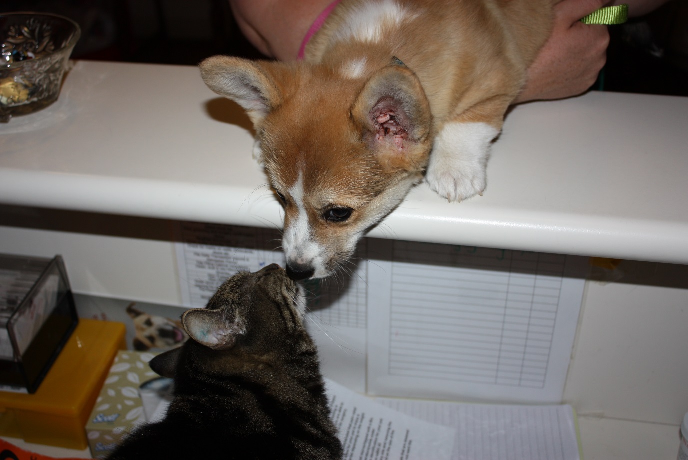 puppies_socialising2.jpg