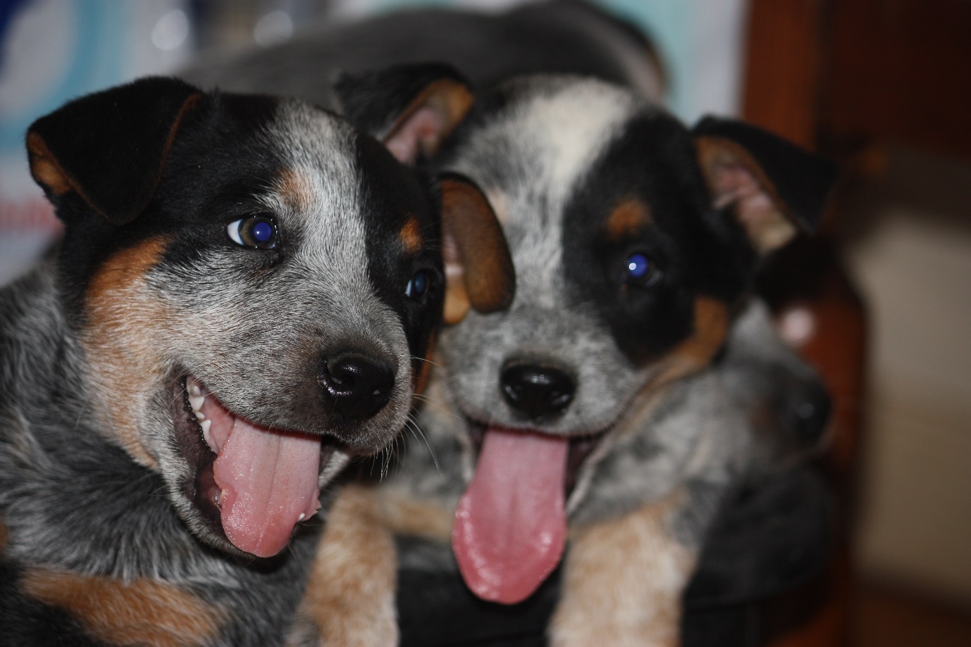puppies_socialising.jpg