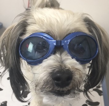 Molly - Doggles.JPG