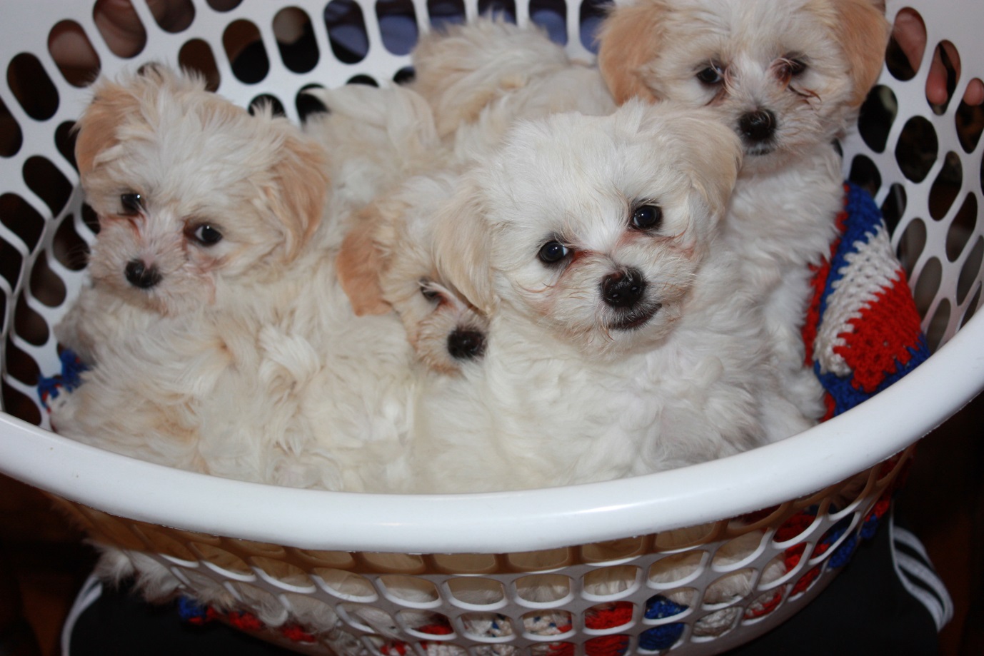 puppiesinbasket.jpg