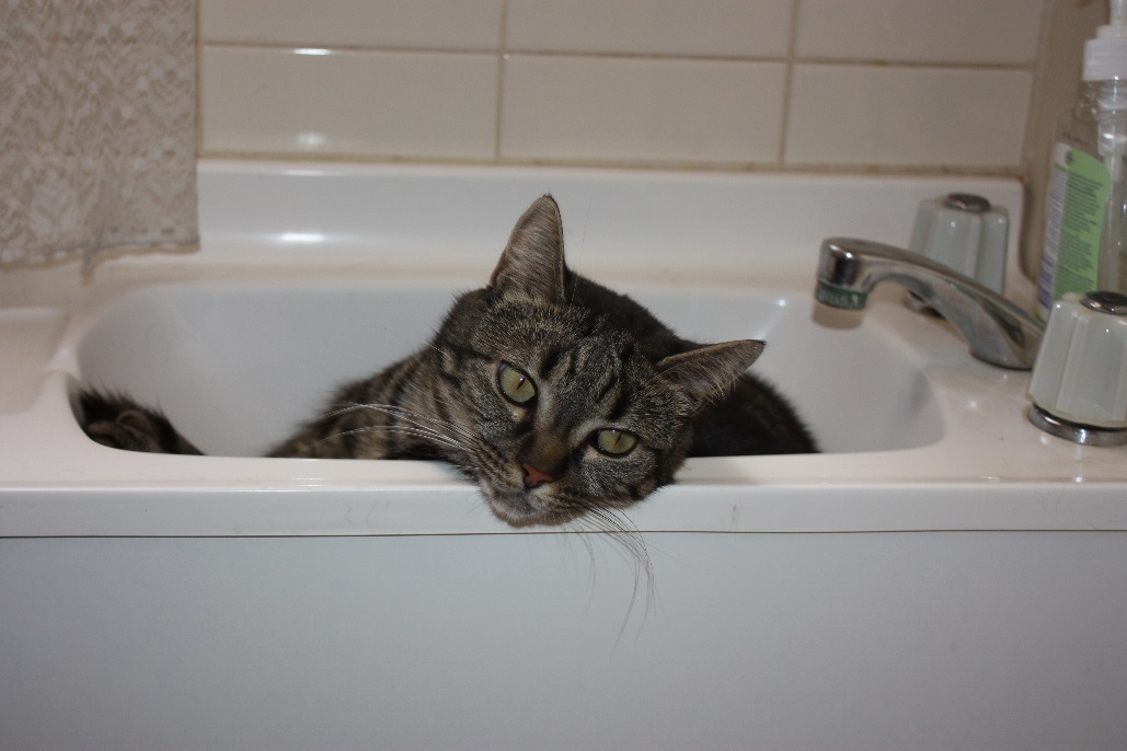 catintub.jpg